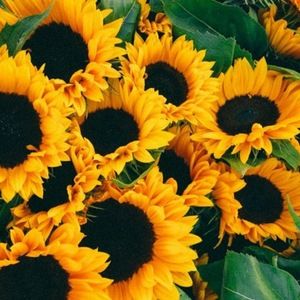 Meet your Posher, Leia